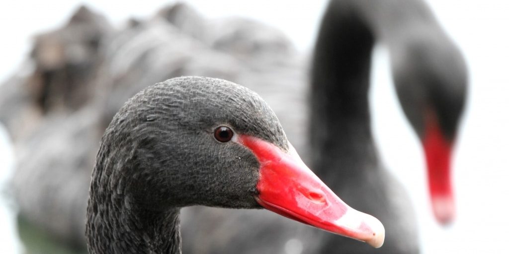 Black-swans-1024×689-min