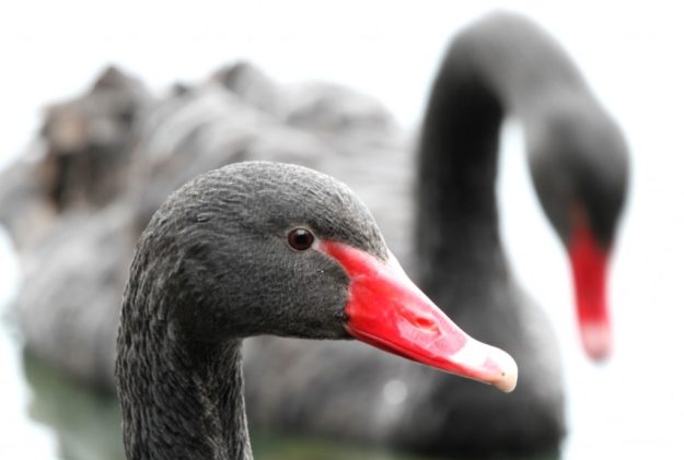 Black-swans-1024×689-min